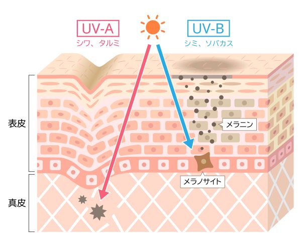紫外線（UVA・UVB）