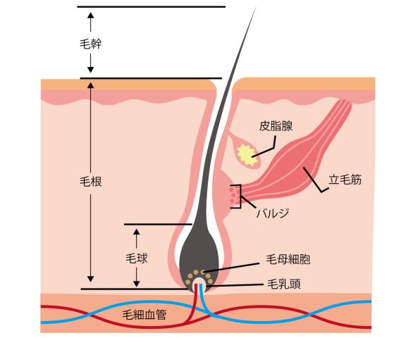 毛母細胞